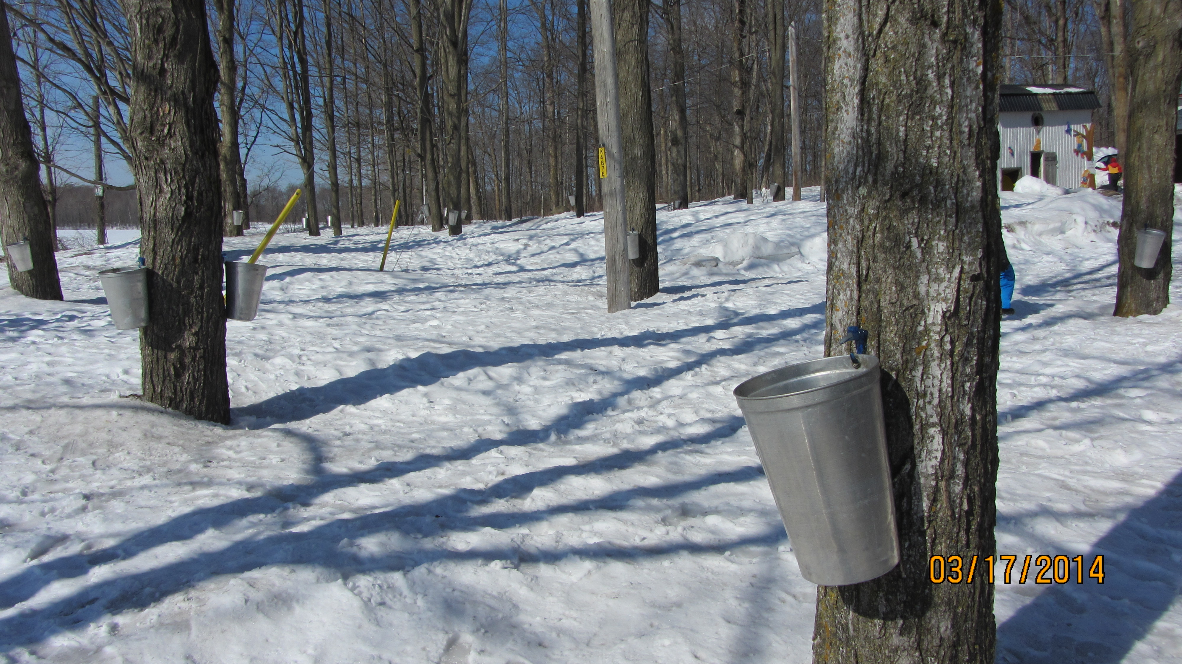 La cabane à sucre pour les élèves de la maternelle de Socrates de Laval